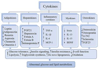 Frontiers Cytokines And Abnormal Glucose And Lipid Metabolism